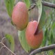 全国供应 会理县  有机健康  香园梨  大凉山特色水果  中华蜜梨 果中之王欢迎在线洽谈