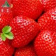 全国供应 四川凉山特产 新鲜现摘草莓   特级水果   鲜美多汁  大凉山水果欢迎洽谈！