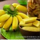 供应泰惠皇帝蕉 香蕉   精品水果